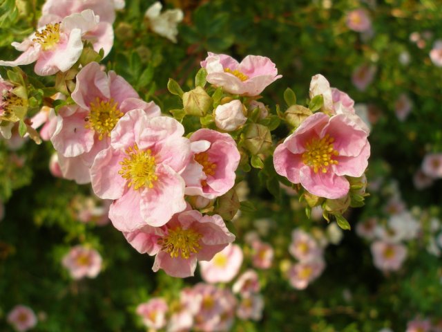 Что посадить вместо роз — 10 неприхотливых кустарников для цветника