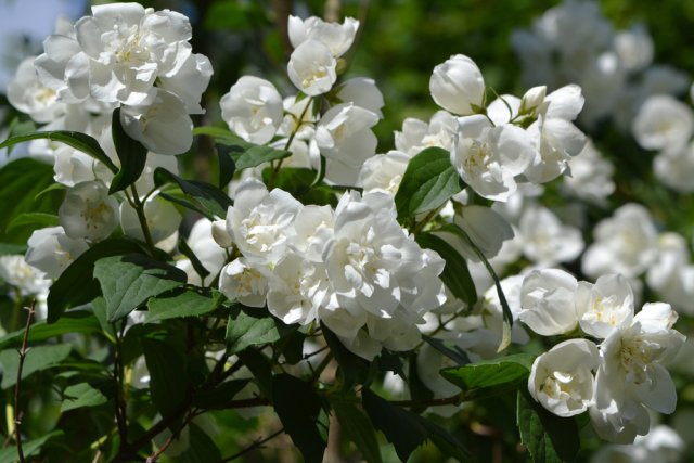 Что посадить вместо роз — 10 неприхотливых кустарников для цветника