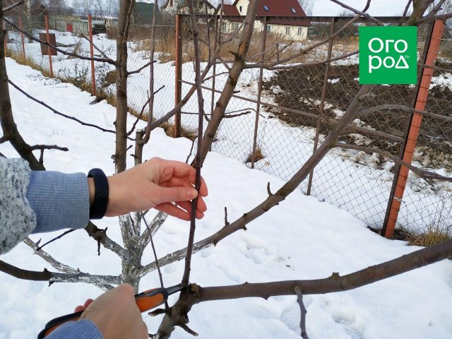 Как обрезать яблоню зимой — подробный мастер-класс с фото