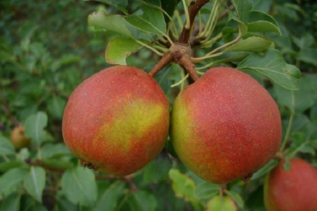 Самые сладкие сорта фруктов: яблоки, груши, вишня, слива, смородина, клубника и другие