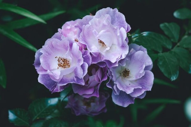 10 самых привлекательных сортов фиолетовых роз