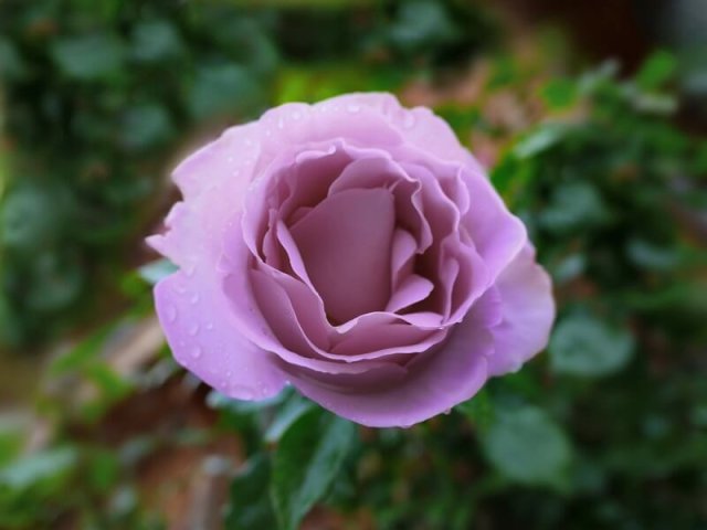 10 самых привлекательных сортов фиолетовых роз