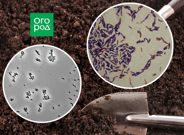 Бактериальные удобрения: зачем и как их использовать