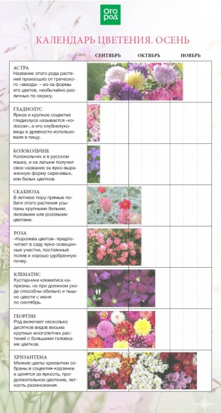 Календарь цветения многолетников по месяцам с весны по осень