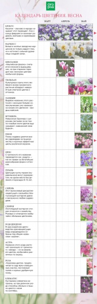 Календарь цветения многолетников по месяцам с весны по осень