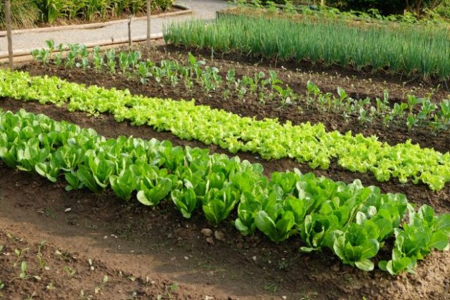 Можно ли получить урожай без «экономных» удобрений
