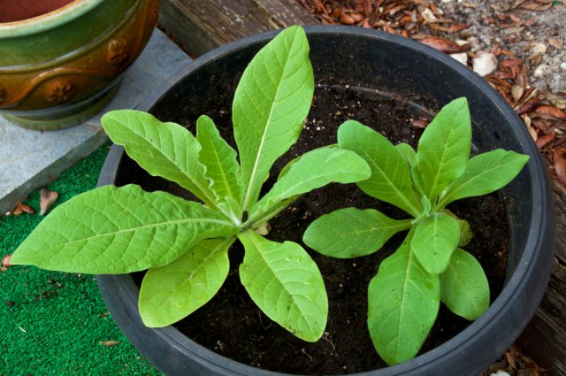 Выращиваем рассаду ароматного табака: сорта, этапы и тонкости