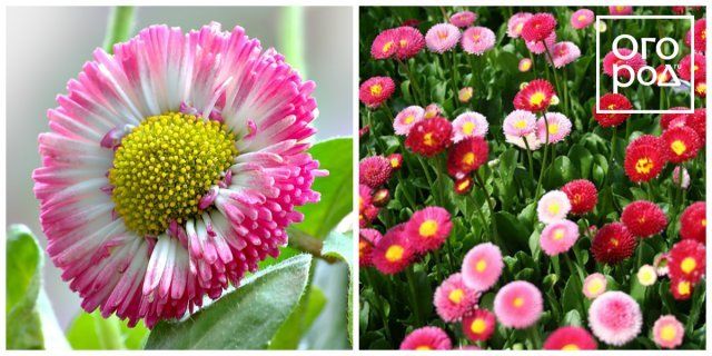 30 живых цветов будут высажены на открытом воздухе в мае