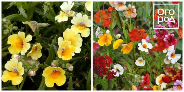 30 живых цветов будут высажены на открытом воздухе в мае