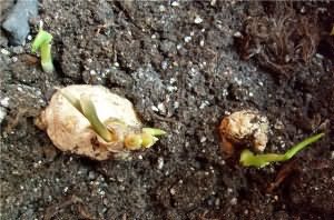 Выращивание имбиря в открытом грунте