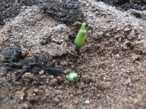 Выращивание имбиря в открытом грунте