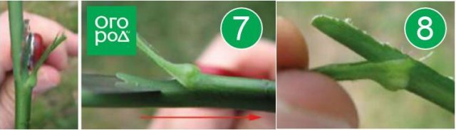 Как размножить розу окулировкой: пошаговая инструкция