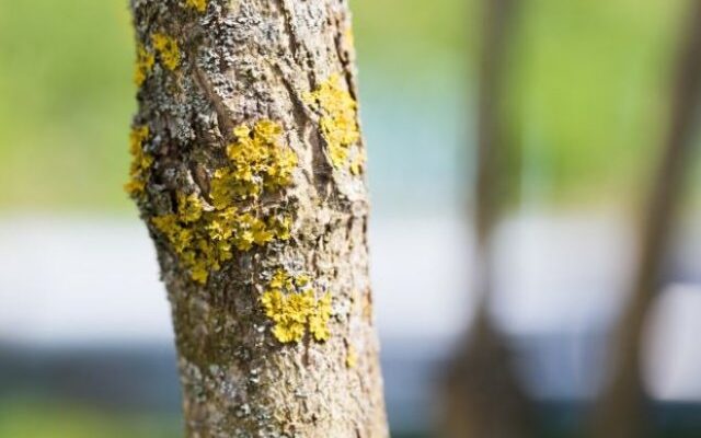 Нужно ли очищать деревья от мхов и лишайников