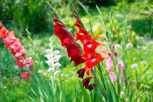 Как правильно посадить гладиолусы: секреты яркого цветения