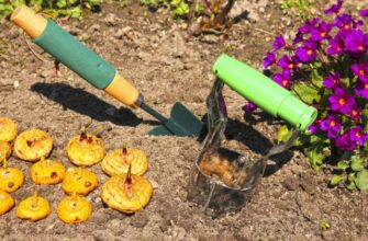 Как правильно высадить гладиолусы: секреты яркого цветения