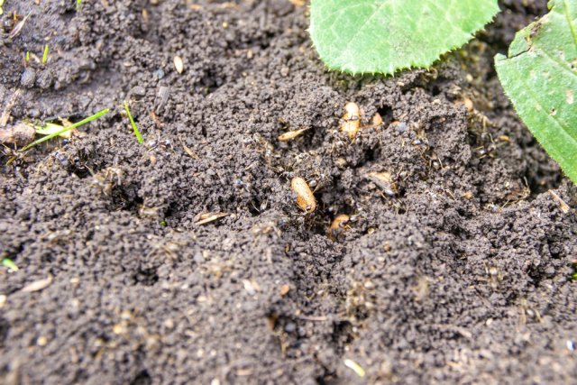 На грядках поселились муравьи — что делать? 