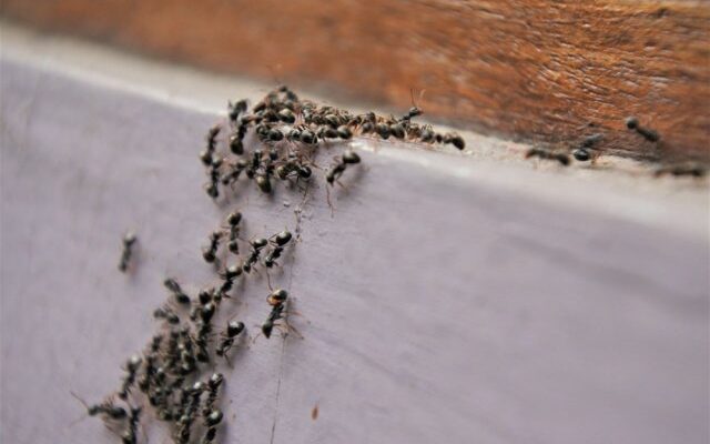 На грядках поселились муравьи – что делать?
