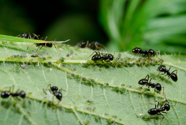 На грядках поселились муравьи — что делать? 