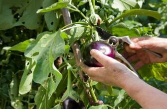 Не только помидоры и огурцы: 10 культур, которые лучше всего растут в теплице