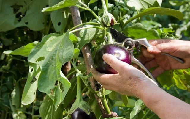Не только помидоры и огурцы: 10 культур, которые лучше всего растут в теплице