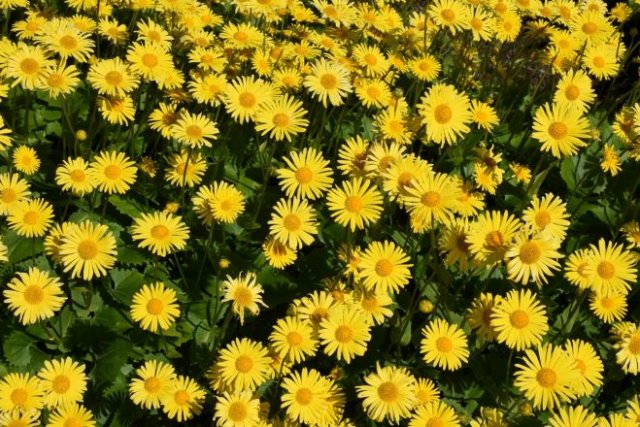 10 желтых многолетников, которые украсят ваш сад