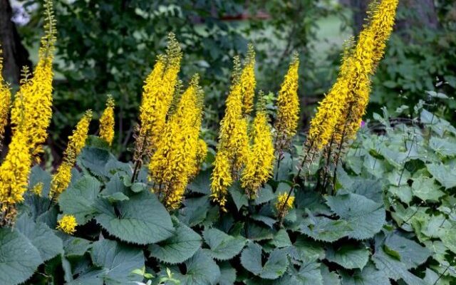10 желтых многолетников, которые украсят ваш сад