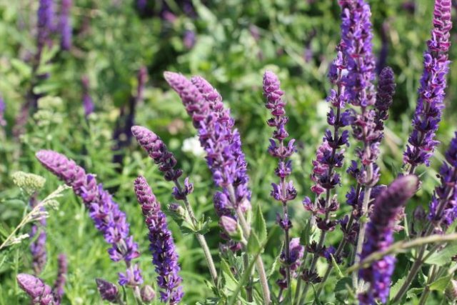 15 прекрасных лекарственных растений, которые станут достоянием вашего сада