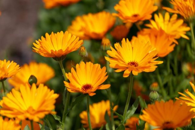 15 прекрасных лекарственных растений, которые станут достоянием вашего сада