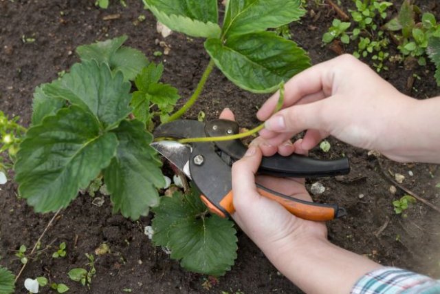 Как вырастить клубнику белую: агротехника и лучшие сорта
