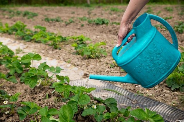 Как вырастить клубнику белую: агротехника и лучшие сорта