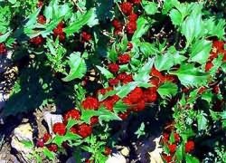 Выращивание клубничного шпината
