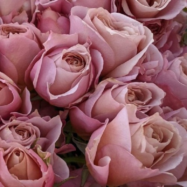 13 сортов японских роз - нежность и экзотика в вашем саду