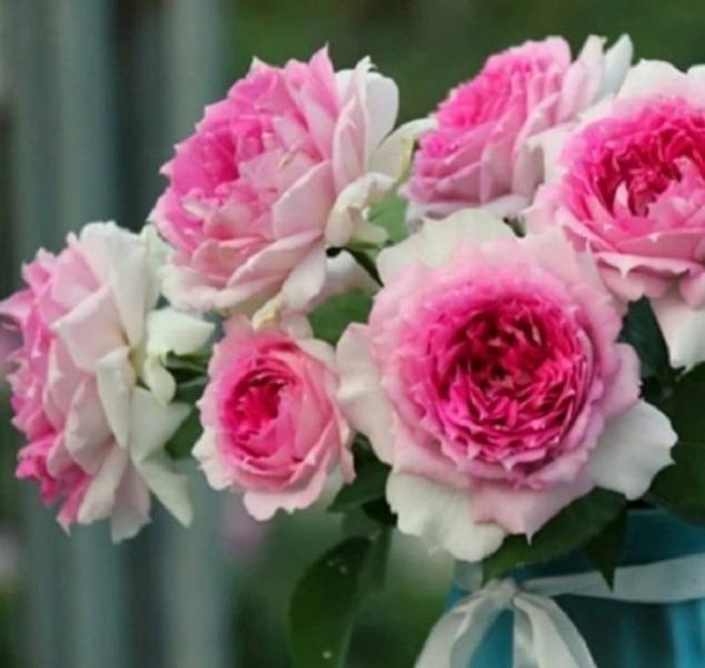 13 сортов японских роз - нежность и экзотика в вашем саду