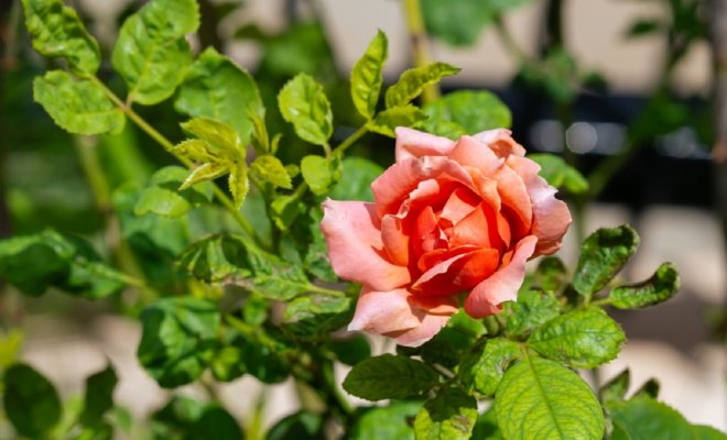 13 сортов японских роз – нежность и экзотика в вашем саду