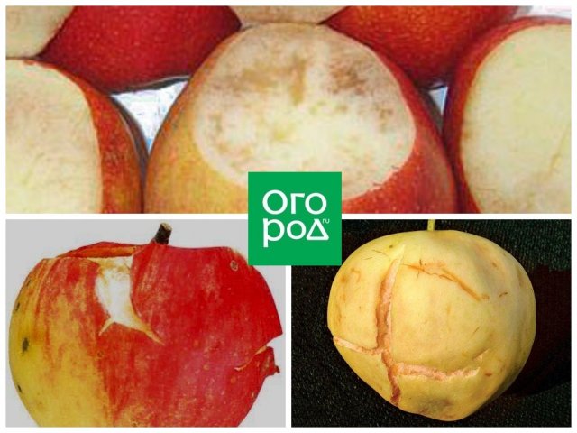 Что случилось с яблоками – определяем по урожаю