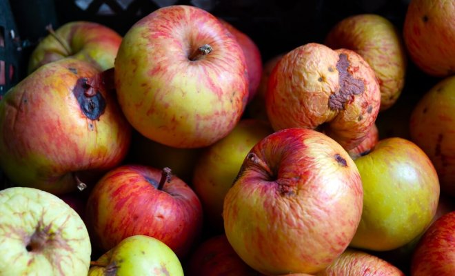 Что случилось с яблоками – определяем по урожаю