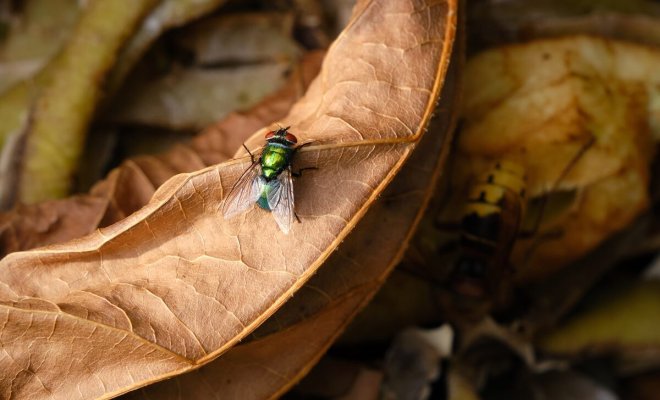Как избавиться от мух в компосте