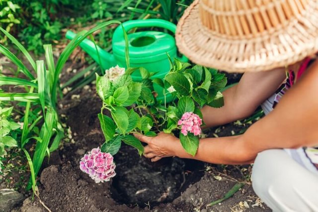 Как посадить цветущую гортензию