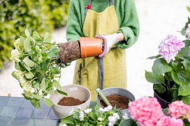 Как посадить цветущую гортензию