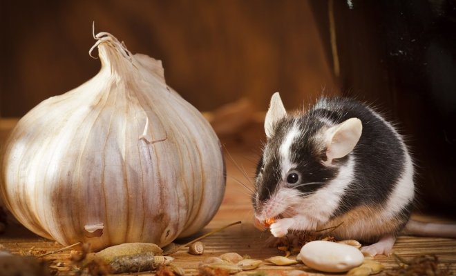 Как защитить погреб от мышей: 5 самых важных работ