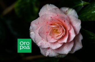 Пятна на цветках розы: болезнь или особенности сорта?