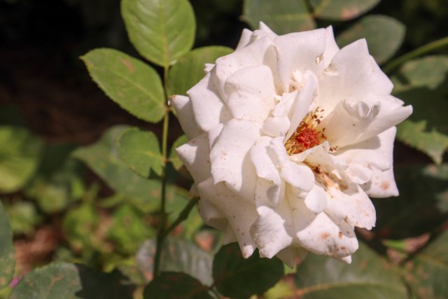 Пятна на цветках роз: болезнь или сортовая особенность? 