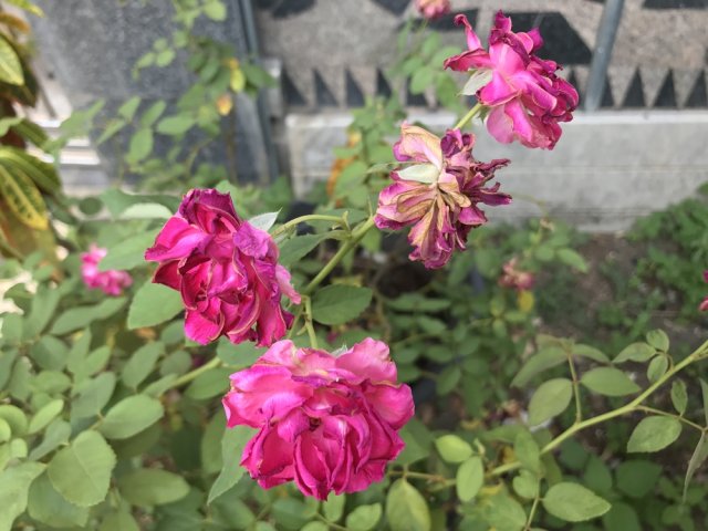 Пятна на цветках роз: болезнь или сортовая особенность? 