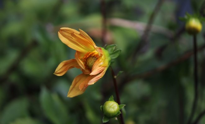 Почему не цветут георгины – 7 возможных причин