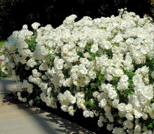 Сорта почвопокровных роз с наибольшим количеством цветков