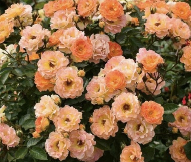 Сорта почвопокровных роз с наибольшим количеством цветков