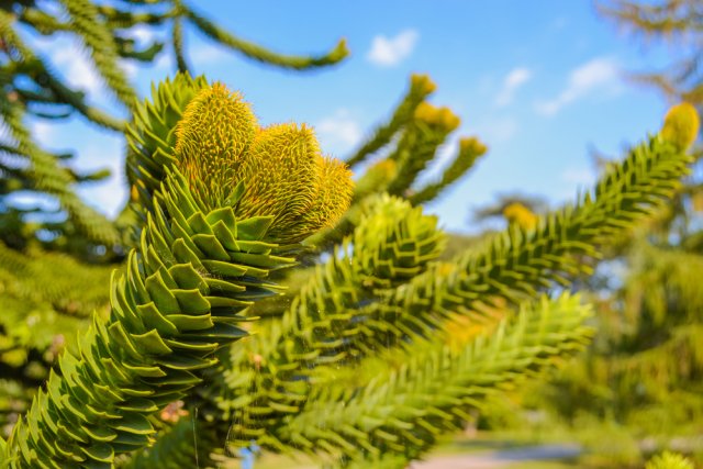 Араукария – можно ли выращивать экзотические хвойные растения на даче