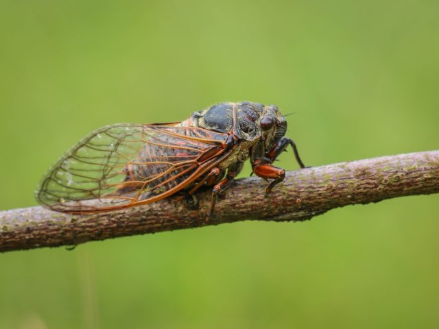Богомол, цикады или кузнечик – кто посетил ваш сад? 