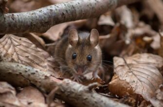 Как защитить дом и участок от мышей осенью