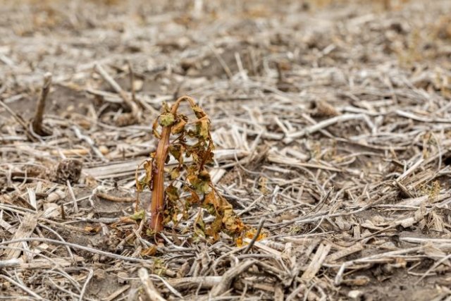 Когда сидераты не помогают: 6 проблем с почвой, требующих серьёзного вмешательства